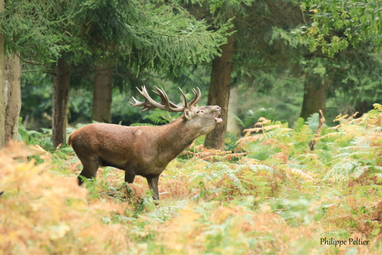 0F3A6140 Chasse de Beaumont Le Roger